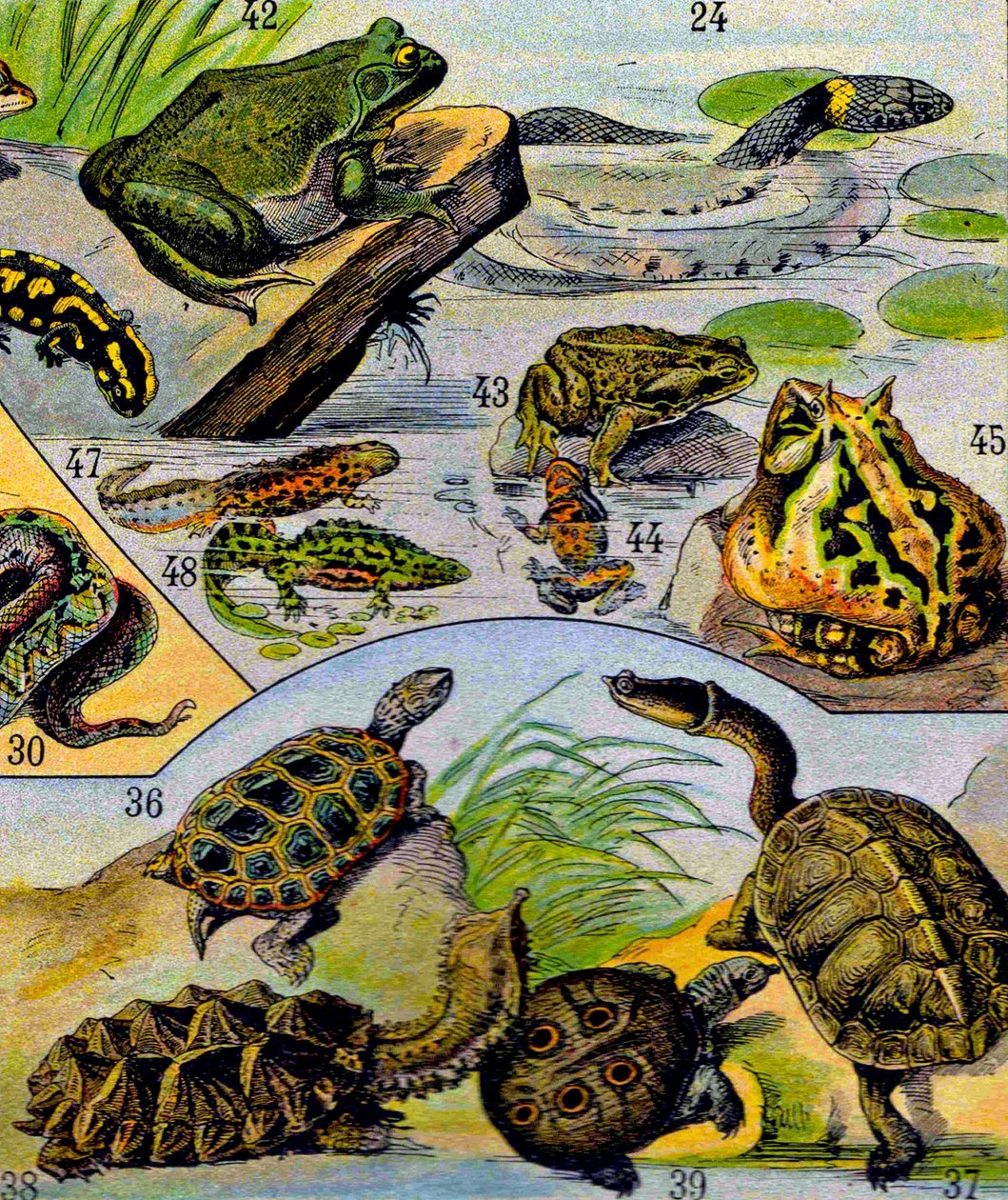 爬虫類と両生類のイラストc.1923