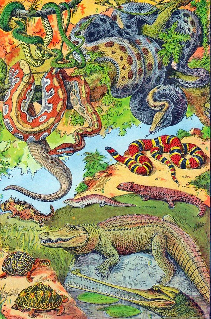 爬虫類のイラストc.1923
