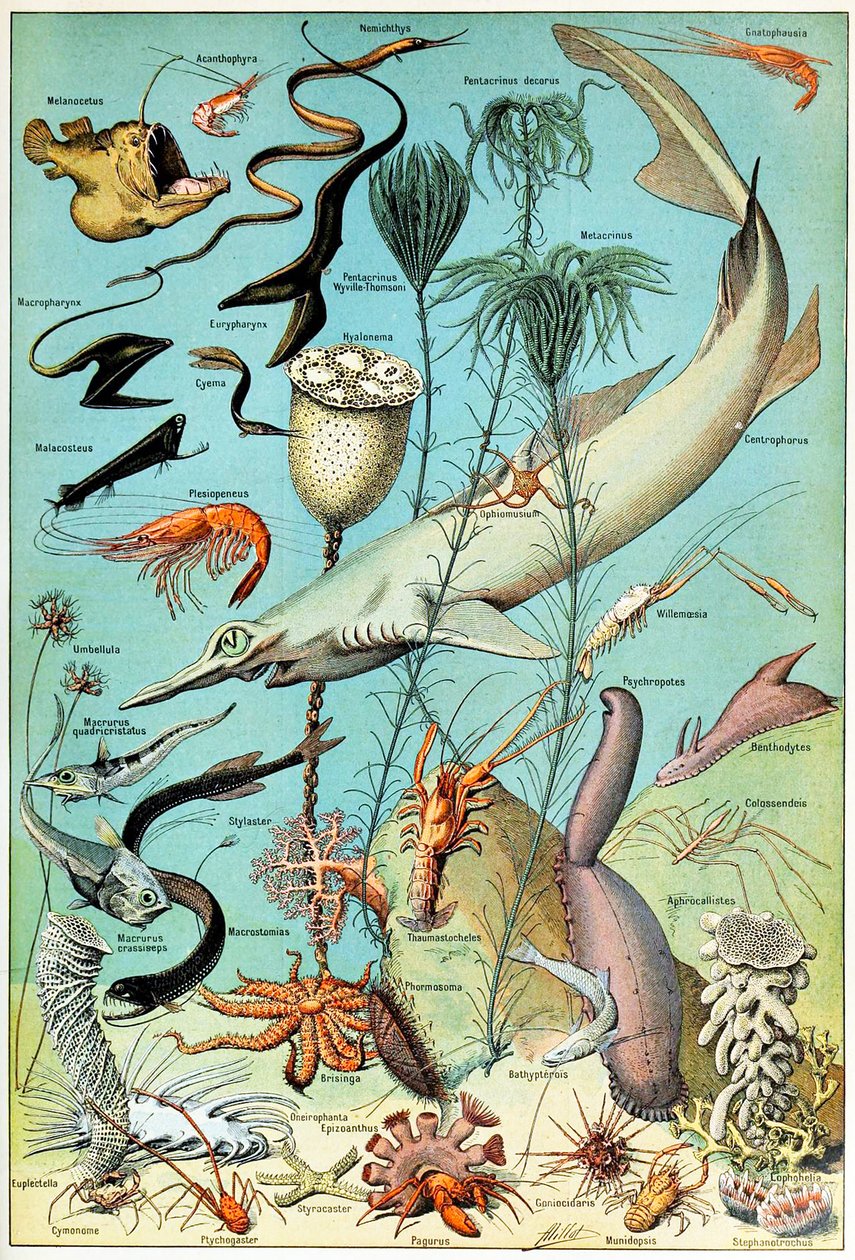 深海の水中シーンのイラストc.1923 作： アドルフ・フィリップ・ミロー