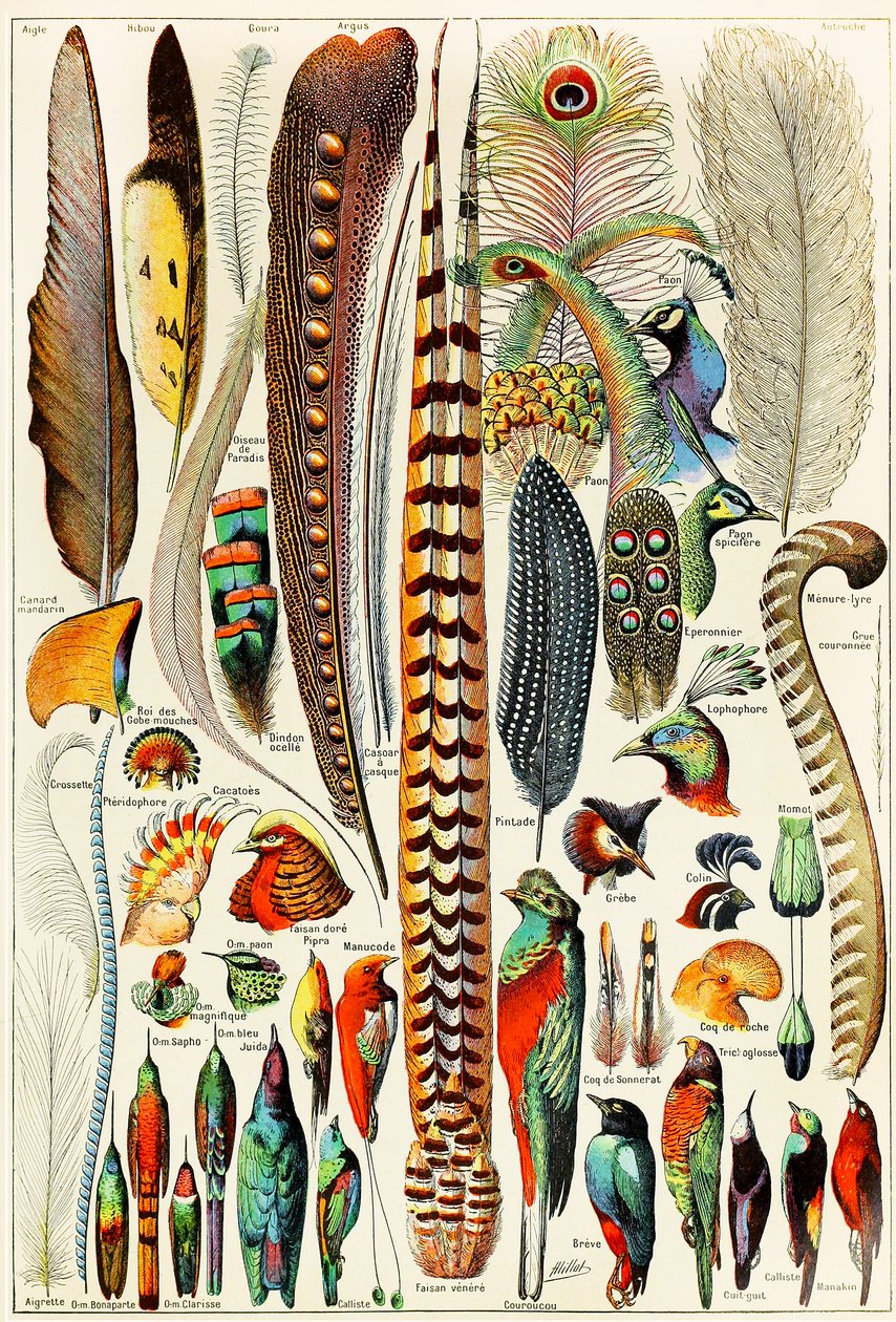 羽と鳥のイラストc.1923 作： アドルフ・フィリップ・ミロー