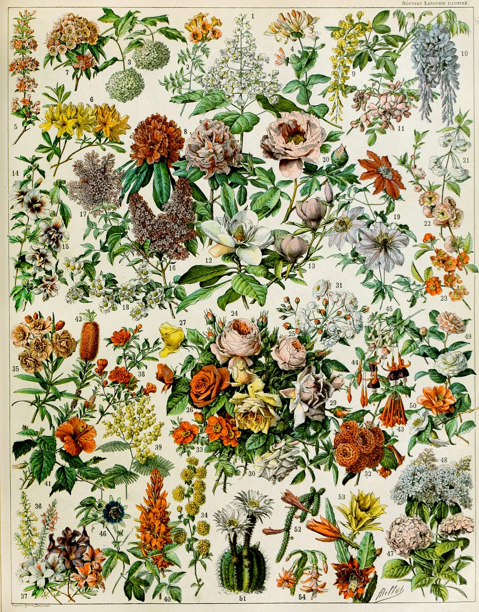 開花植物c.1923のイラスト 作： アドルフ・フィリップ・ミロー
