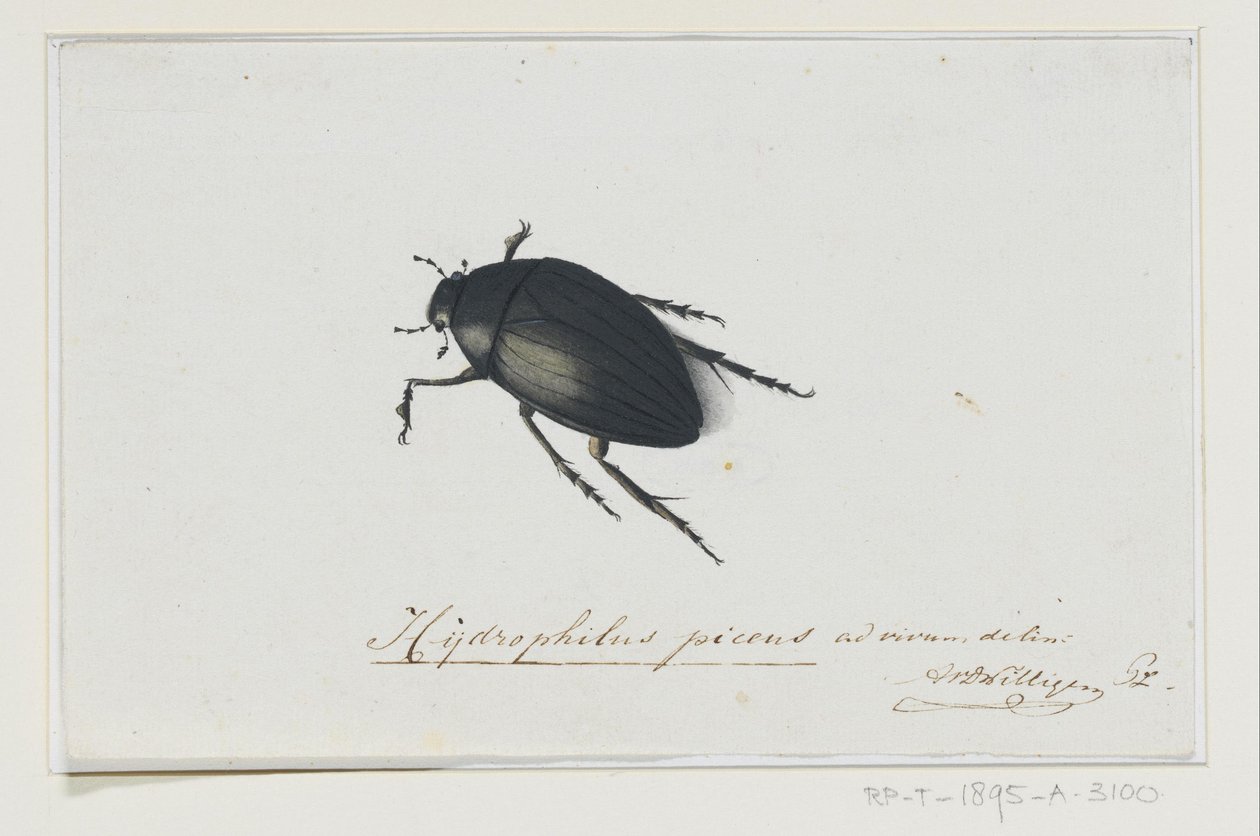 ブラックウォータービートル Hydrophilus picens (オブジェクトのタイトル) 作： Adriaan van der Willingen