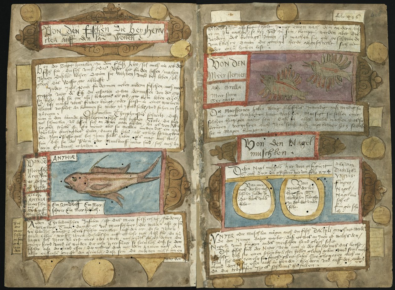 Adriaen CoenenのVisboeck-KB 78 E 54-Folio 407v（左）および408r（右） 作： アドリアーン・コーネン