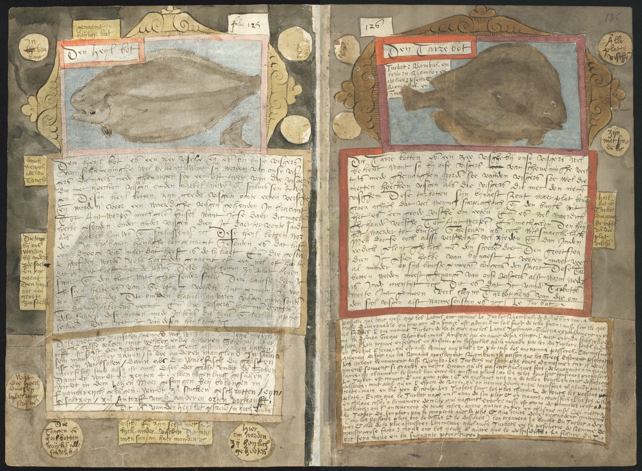 Adriaen CoenenのVisboeck 作： アドリアーン・コーネン