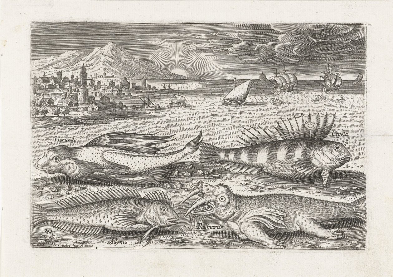 ビーチでいくつかの魚とセイウチ 釣り（連載タイトル） Piscivm vivae アイコン (シリーズ タイトル) 作： アドリアーン・コラールト