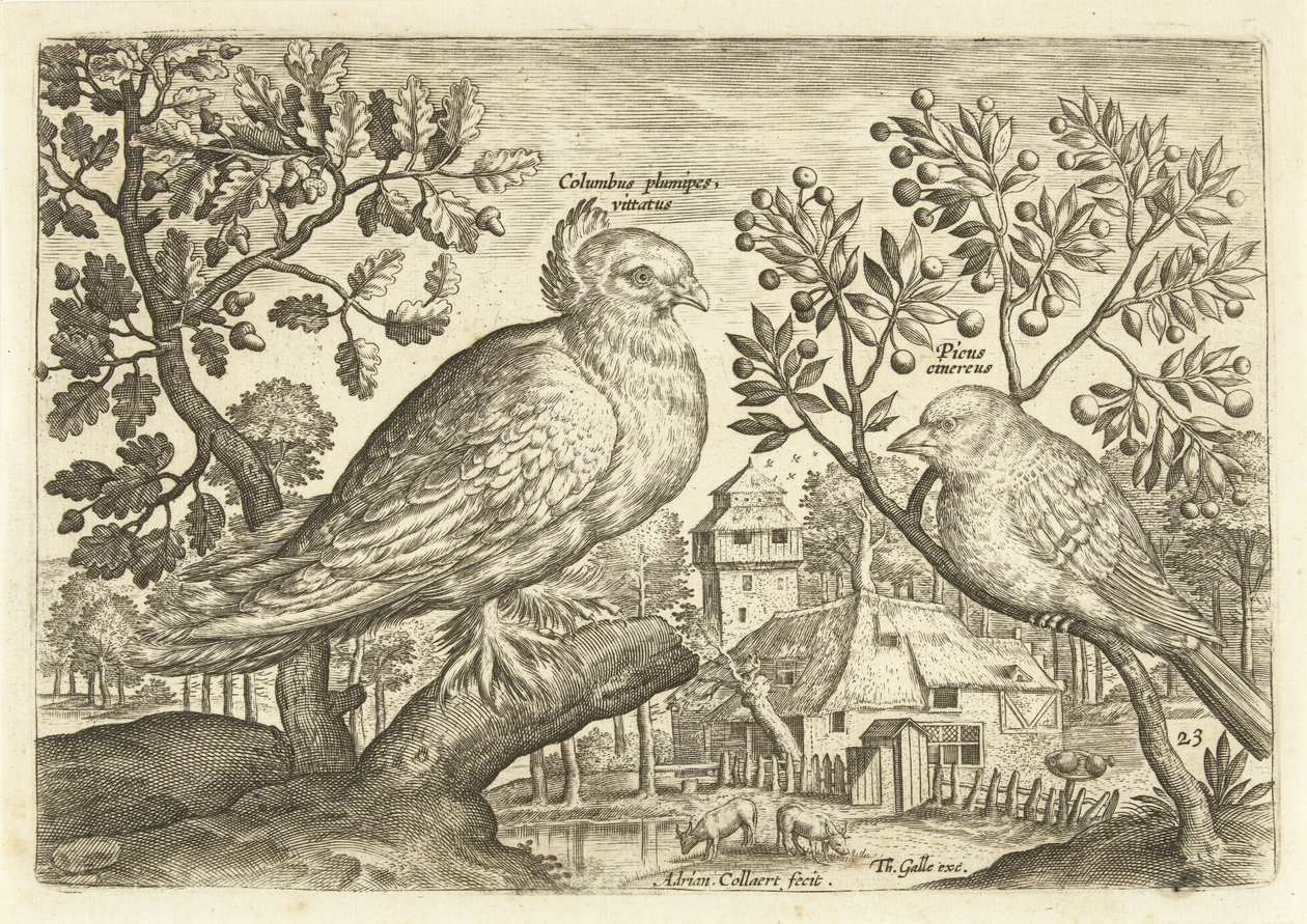 風景の中の 2 羽の鳥 Avium Vivae (シリーズタイトル) 鳥（シリーズタイトル） 作： アドリアーン・コラールト