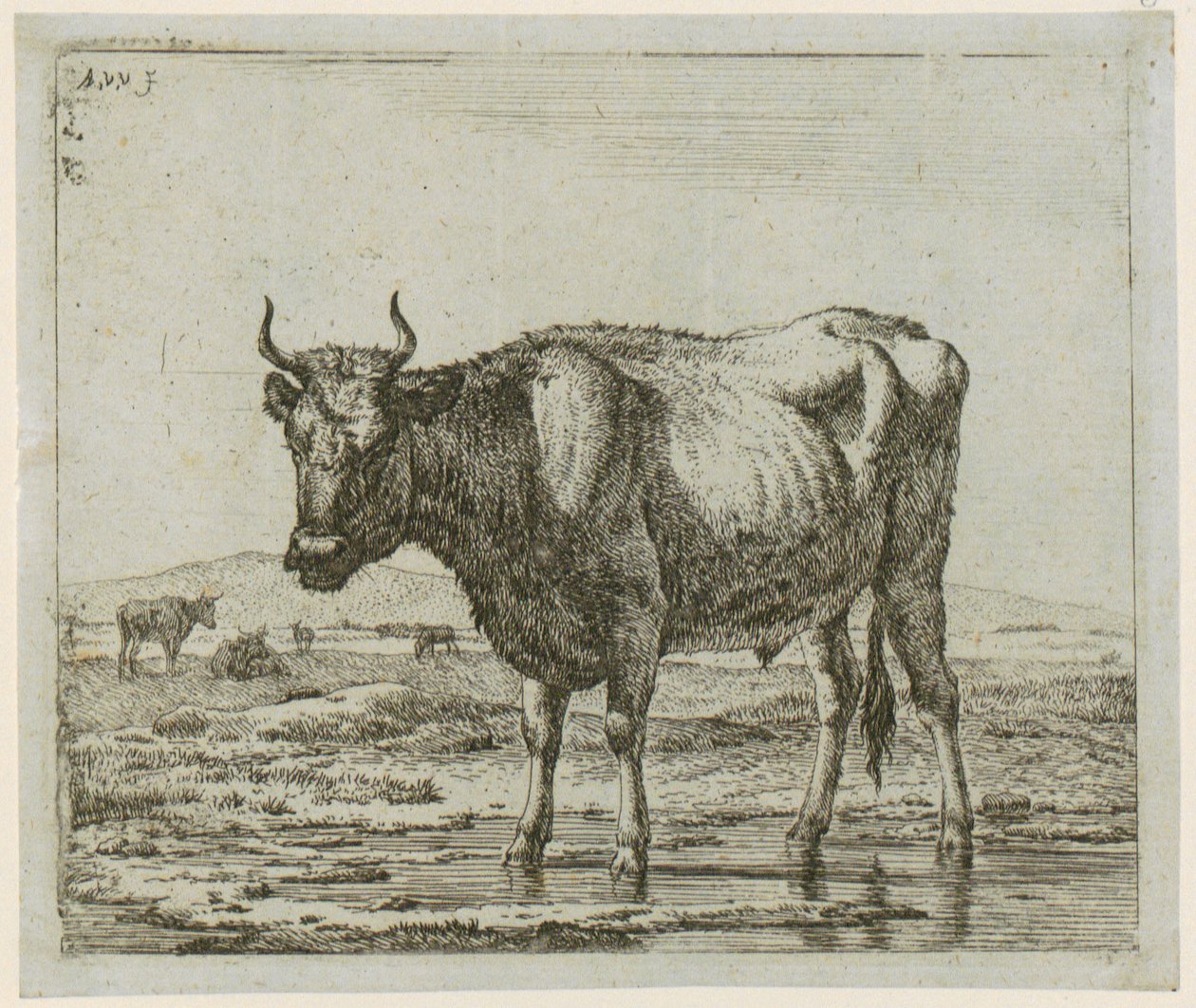 水中に立つ雄牛、連作「さまざまな動物」第6図 作： Adriaen van de Velde