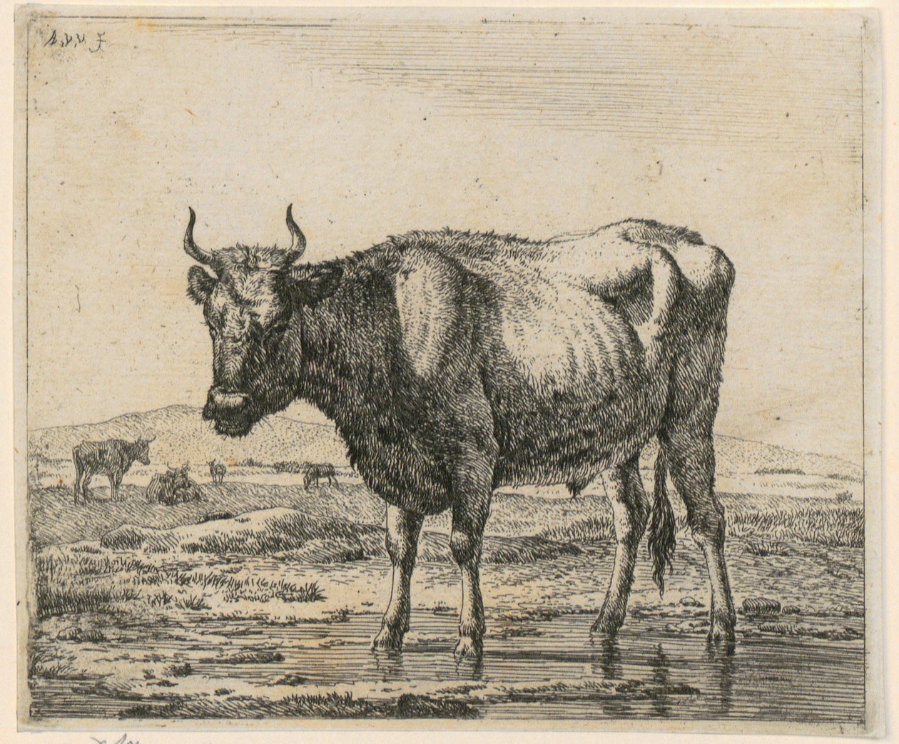 水中に立つ雄牛、「さまざまな動物」連作第6図 作： Adriaen van de Velde