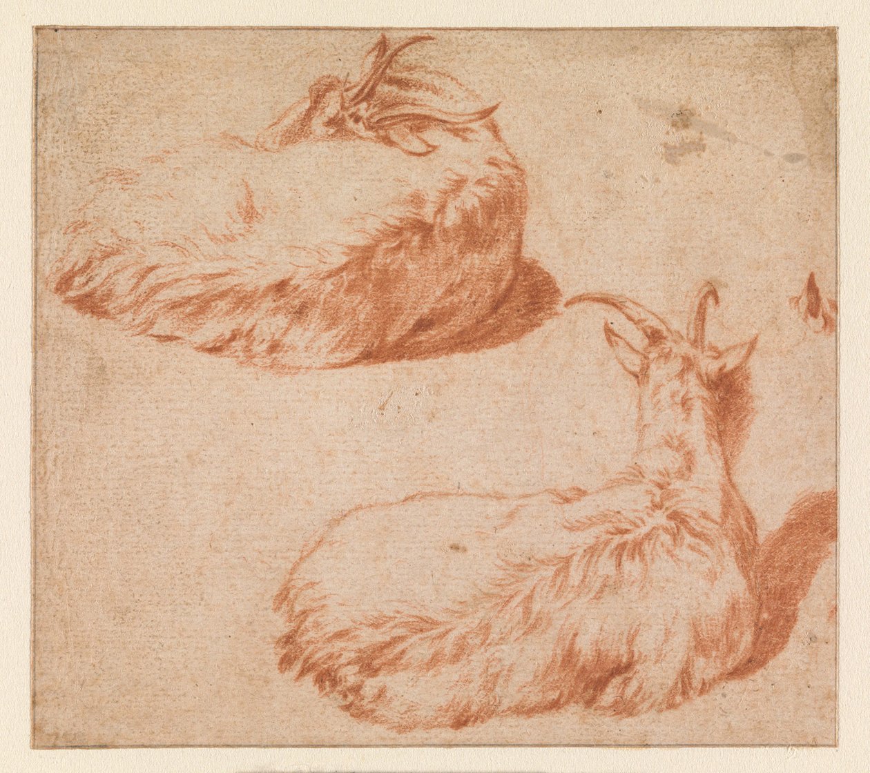 横たわる山羊の習作二点、後ろ姿（裏面）。立つ山羊（転写版） 作： Adriaen van de Velde