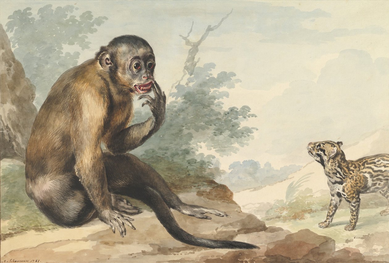 ジャコウネコを見つめる岩の上に座る猿、1764年。 作： アールト・シューマン