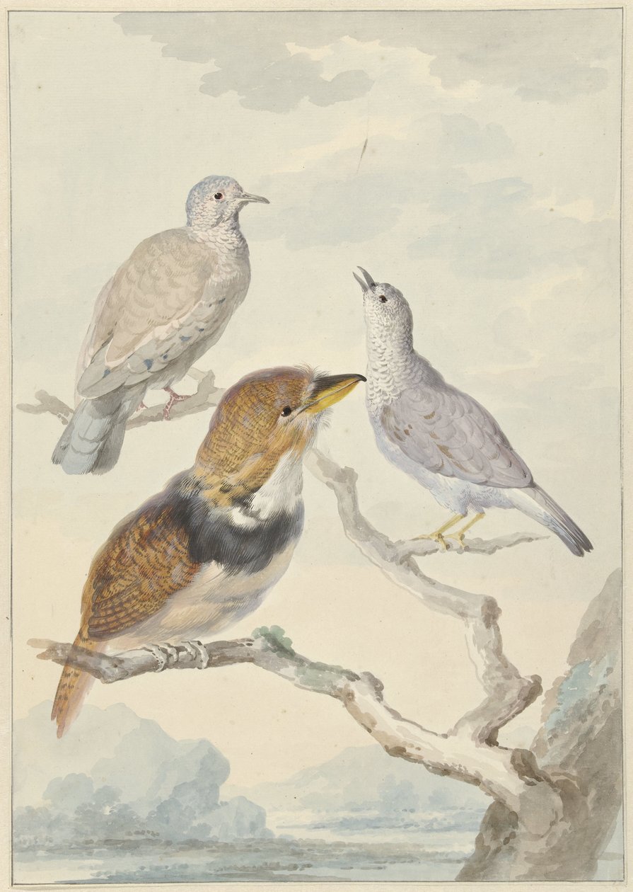 3 羽の鳥、2 羽のインカ鳩、襟付きのひげを生やしたカッコウ 作： アールト・シューマン