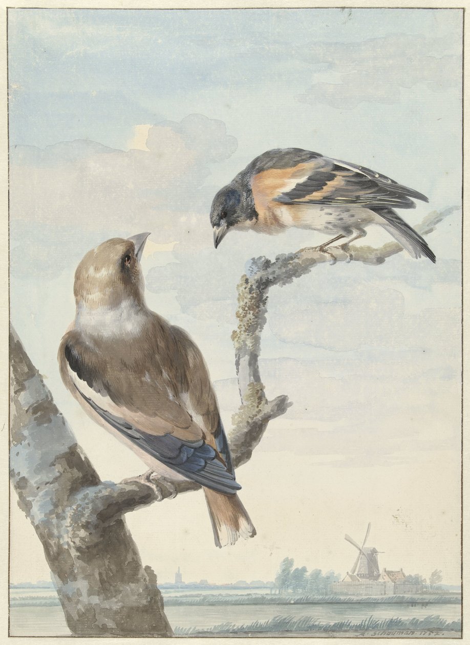 2 羽の鳥: シメ (Coccothraustes coccothraustes) とキープ (Fringilla montifringilla) 作： アールト・シューマン