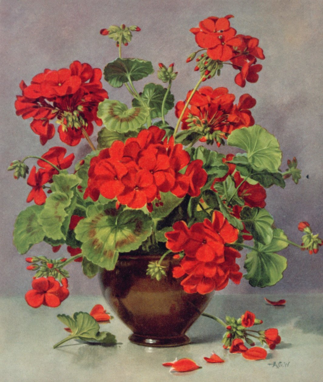 陶器の花瓶に入ったPB273ゼラニウム 作： アルバート・ウィリアムズ