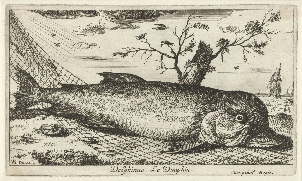 漁網のイルカ Delphinus le Dauphin。 (オブジェクトのタイトル) 魚とその他の海の生き物 - 海水第 3 シリーズ (シリーズ タイトル) Poissons de mer（シリーズタイトル） 作： アルバートフレミッシュ