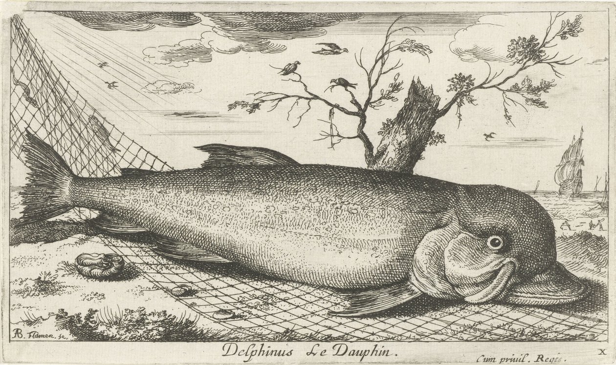漁網のイルカ Delphinus le Dauphin。 (アイテムのタイトル) 魚とその他の海の生き物 - 海水第 3 シリーズ (シリーズ タイトル) Poissons de mer（シリーズタイトル） 作： アルバートフレミッシュ