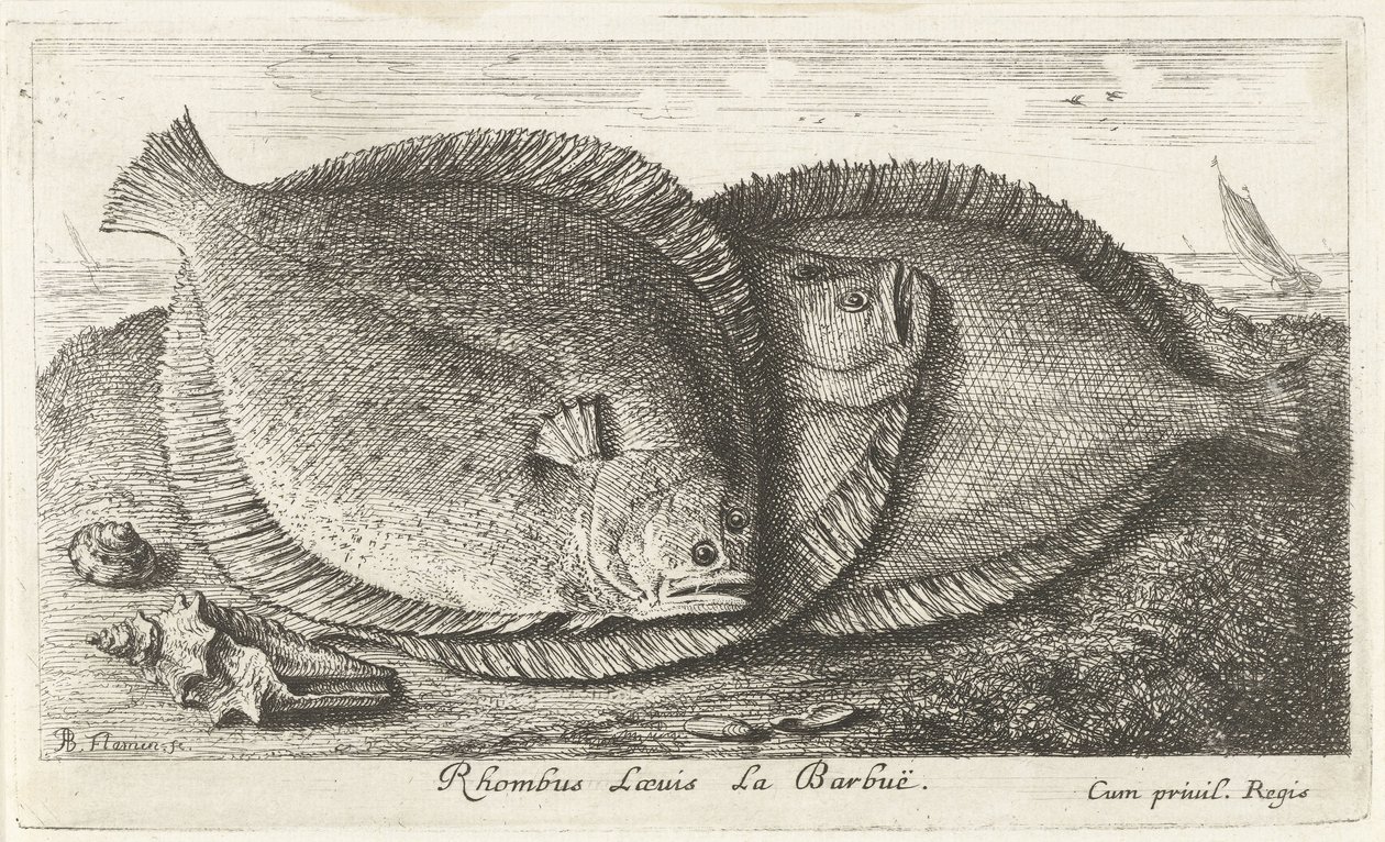 ビーチで 3 つのひよこ Rhombus Laeuis La Barbuë (オブジェクトのタイトル) 魚とその他の海の生き物 - 海水の第 3 シリーズ (シリーズ タイトル) Poissons de mer（シリーズタイトル） 作： アルバートフレミッシュ