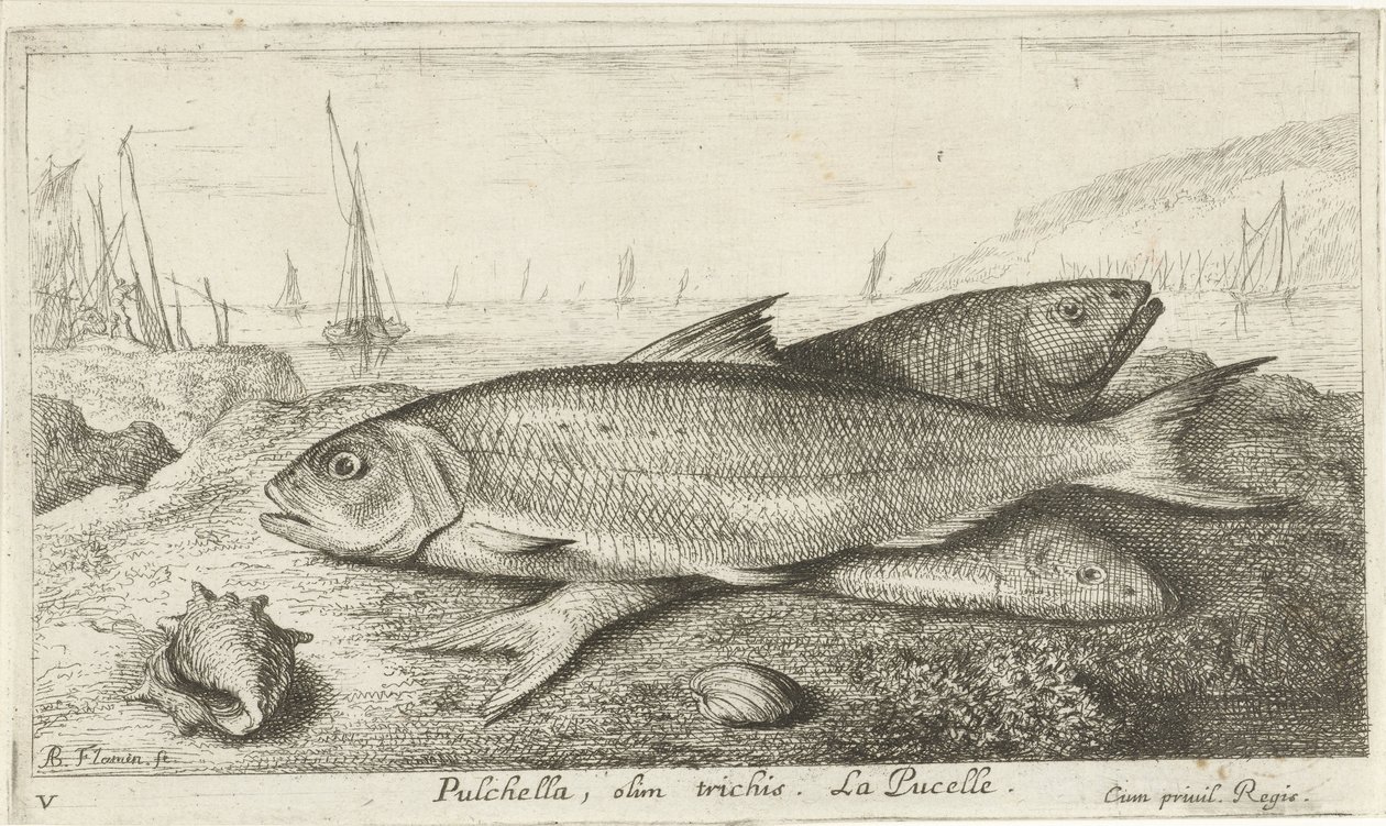 ビーチで 3 匹の魚 プルケラ、オリム・トリチス。 ラ・ピュセル。 (アイテムのタイトル) 魚とその他の海の生き物 - 海水の最初のシリーズ (シリーズ タイトル) Diverses Especes de Poissons de mer (シリーズタイトル) 作： アルバートフレミッシュ