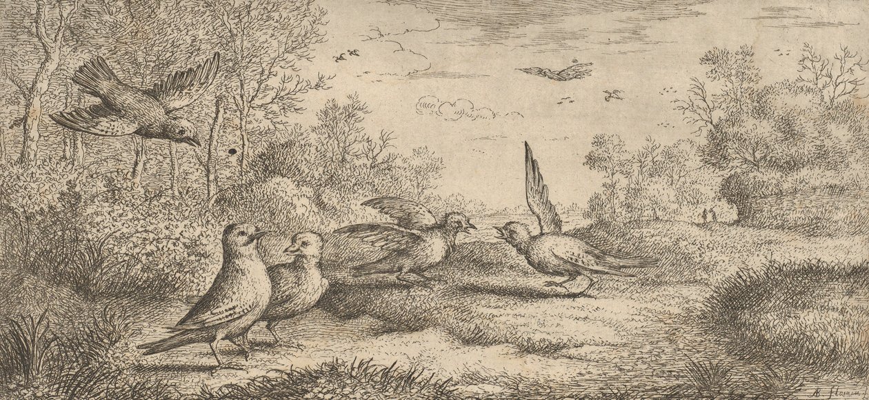 Garrulus, Gey The Jay: Livre d