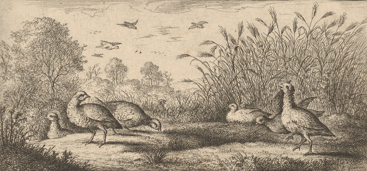 Perdix rubra, Perdix rouge The Red-Legged Partridge: Livre d