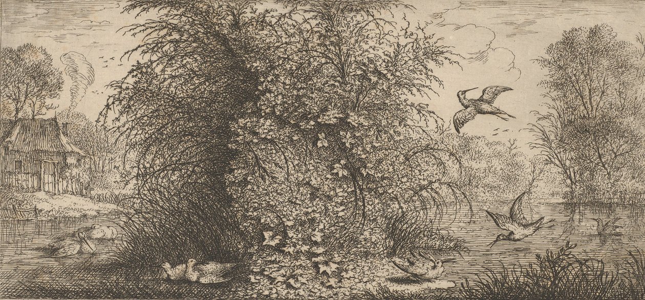 Rusticula minor, Beccasine The Snipe: Livre d