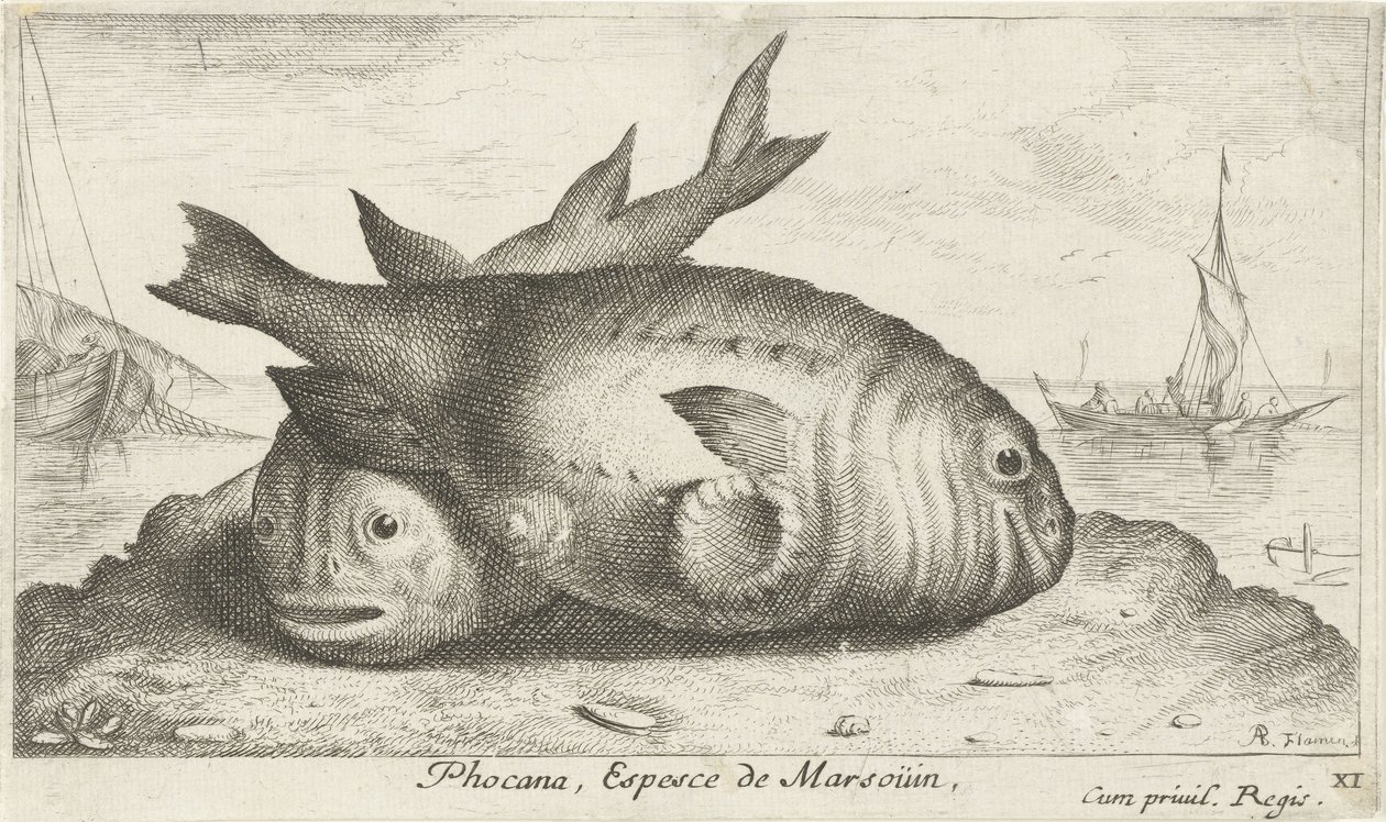 ビーチで 2 つのネズミイルカ Phoca Na, Espèce de Marsoüin, (オブジェクトのタイトル) 魚とその他の海の生き物 - 海水の第 3 シリーズ (シリーズ タイトル) Poissons de mer（シリーズタイトル） 作： アルバートフレミッシュ