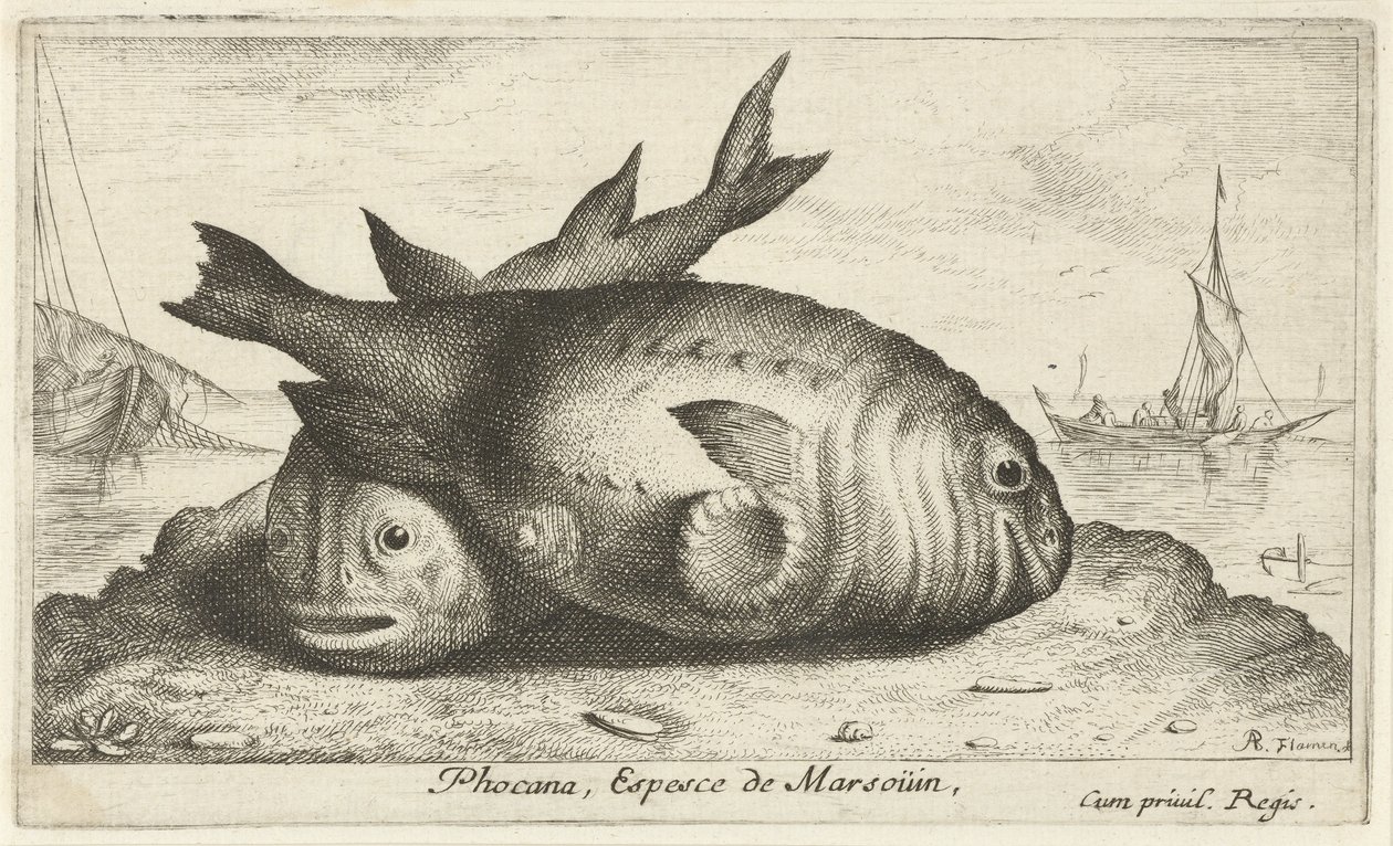 ビーチで 2 つのネズミイルカ Phocaena, Espèce de Marsoüin, (オブジェクトのタイトル) 魚とその他の海の生き物 - 海水第 3 シリーズ (シリーズ タイトル) Poissons de mer（シリーズタイトル） 作： アルバートフレミッシュ