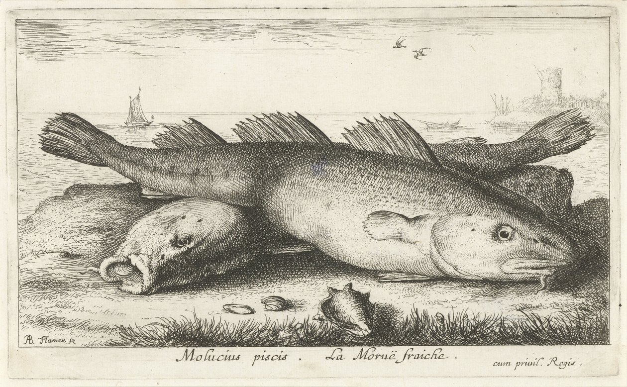 ビーチで 2 つのタラ モルシウス・ピシス。 ラ・モル・フレッシュ。 (アイテムのタイトル) 魚とその他の海の生き物 - 海水第二シリーズ (シリーズ タイトル) Poissons de mer（シリーズタイトル） 作： アルバートフレミッシュ