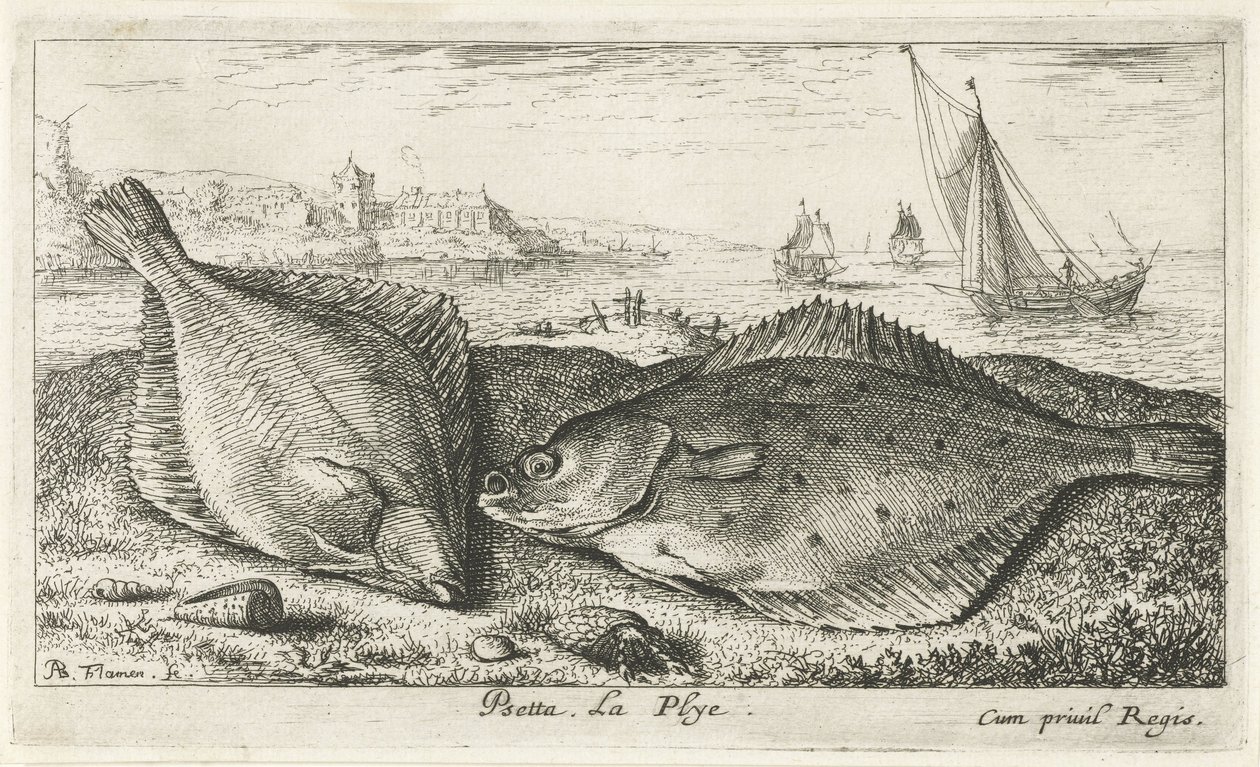 ビーチで 2 つのヒラメ プセッタ。 ラ・プライ。 (アイテムのタイトル) 魚とその他の海の生き物 - 海水第二シリーズ (シリーズ タイトル) Poissons de mer（シリーズタイトル） 作： アルバートフレミッシュ