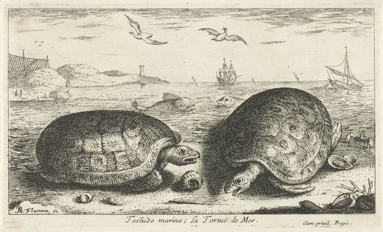 ビーチで 2 つのカメ テストド マリーナ; La Tortuë de Mer (オブジェクトのタイトル) 魚とその他の海の生き物 - 海水第二シリーズ (シリーズ タイトル) Poissons de mer（シリーズタイトル） 作： アルバートフレミッシュ