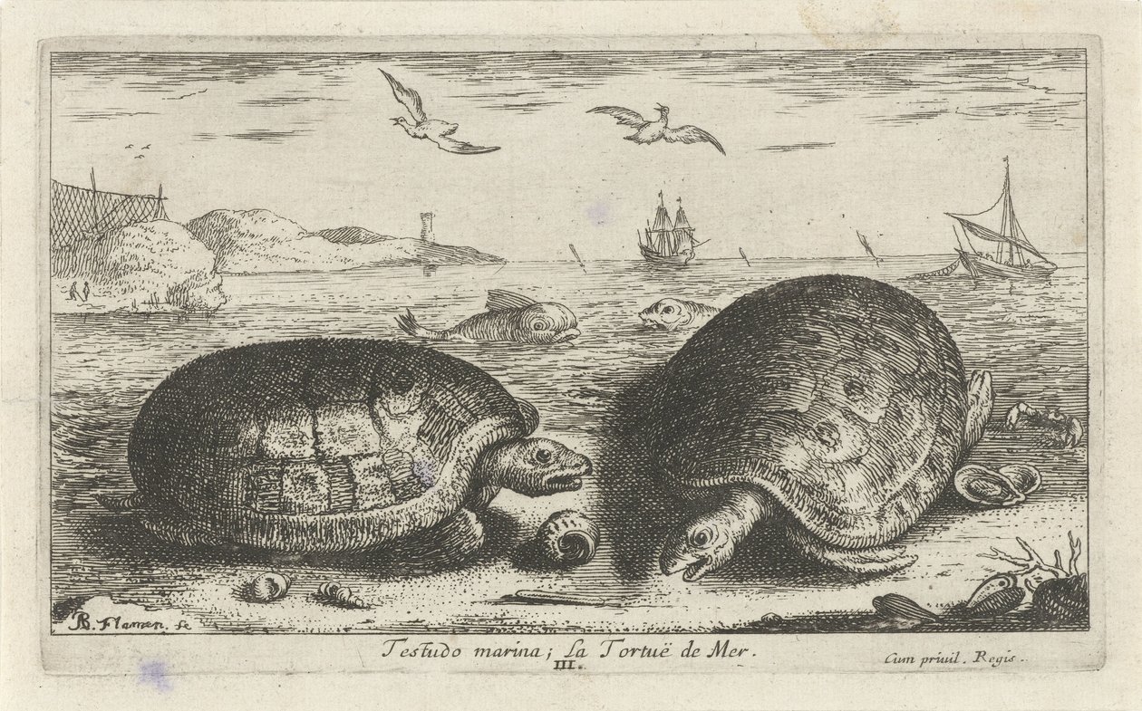 ビーチで 2 つのカメ テストド マリーナ; La Tortuë de Mer (オブジェクトのタイトル) 魚とその他の海の生き物 - 海水第二シリーズ (シリーズ タイトル) Poissons de mer（シリーズタイトル） 作： アルバートフレミッシュ