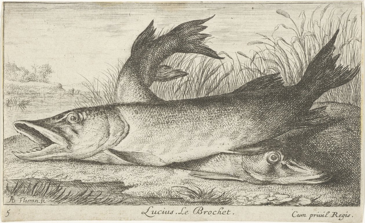 川岸に 2 つのカワカマス ルシウス。 ルブロシェ。 (アイテムのタイトル) 魚とその他の海の生き物 - 淡水最初のシリーズ (シリーズ タイトル) Diverses Especes de Poissons d
