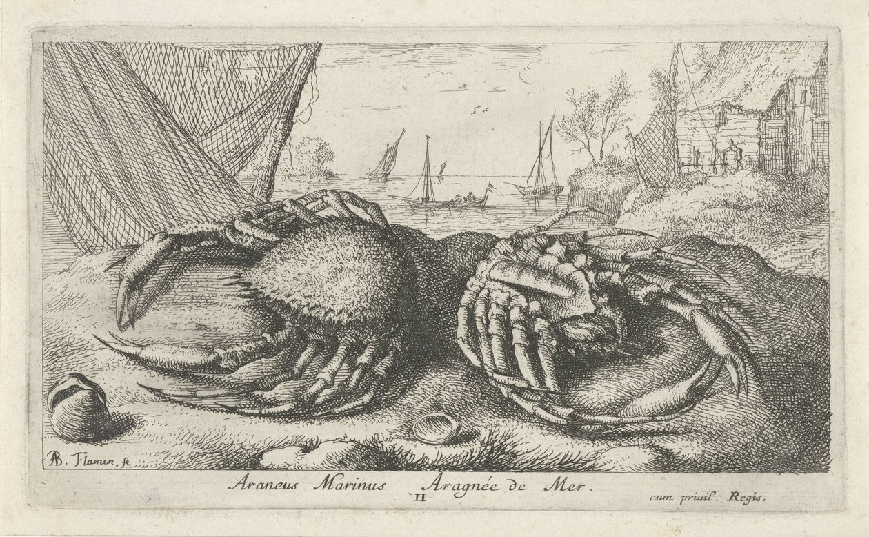漁網の近くの 2 つのクモガニ Araneus Marinus Aragnée de Mer (オブジェクトのタイトル) 魚とその他の海の生き物 - 海水第二シリーズ (シリーズ タイトル) Poissons de mer（シリーズタイトル） 作： アルバートフレミッシュ