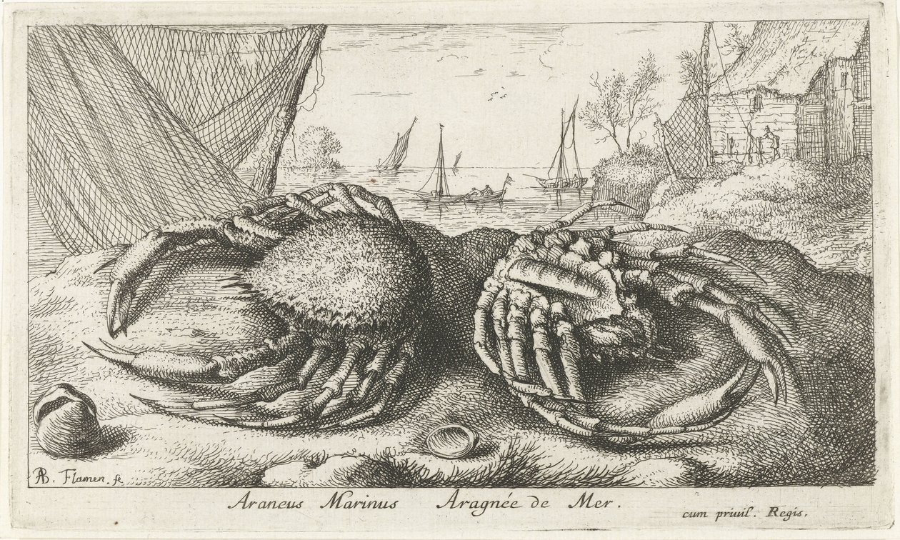 漁網の近くの 2 つのクモガニ Araneus Marinus Aragnée de Mer (オブジェクトのタイトル) 魚とその他の海の生き物 - 海水第二シリーズ (シリーズ タイトル) Poissons de mer（シリーズタイトル） 作： アルバートフレミッシュ