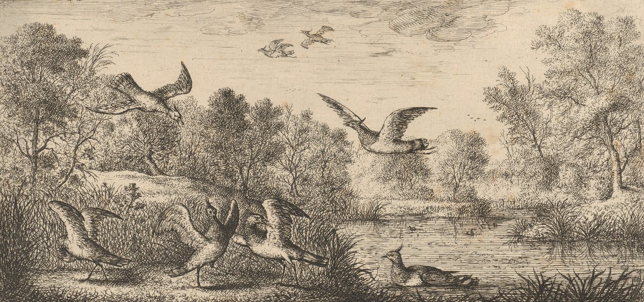 Vanellus、Vanneau The Lapwing: Livre d