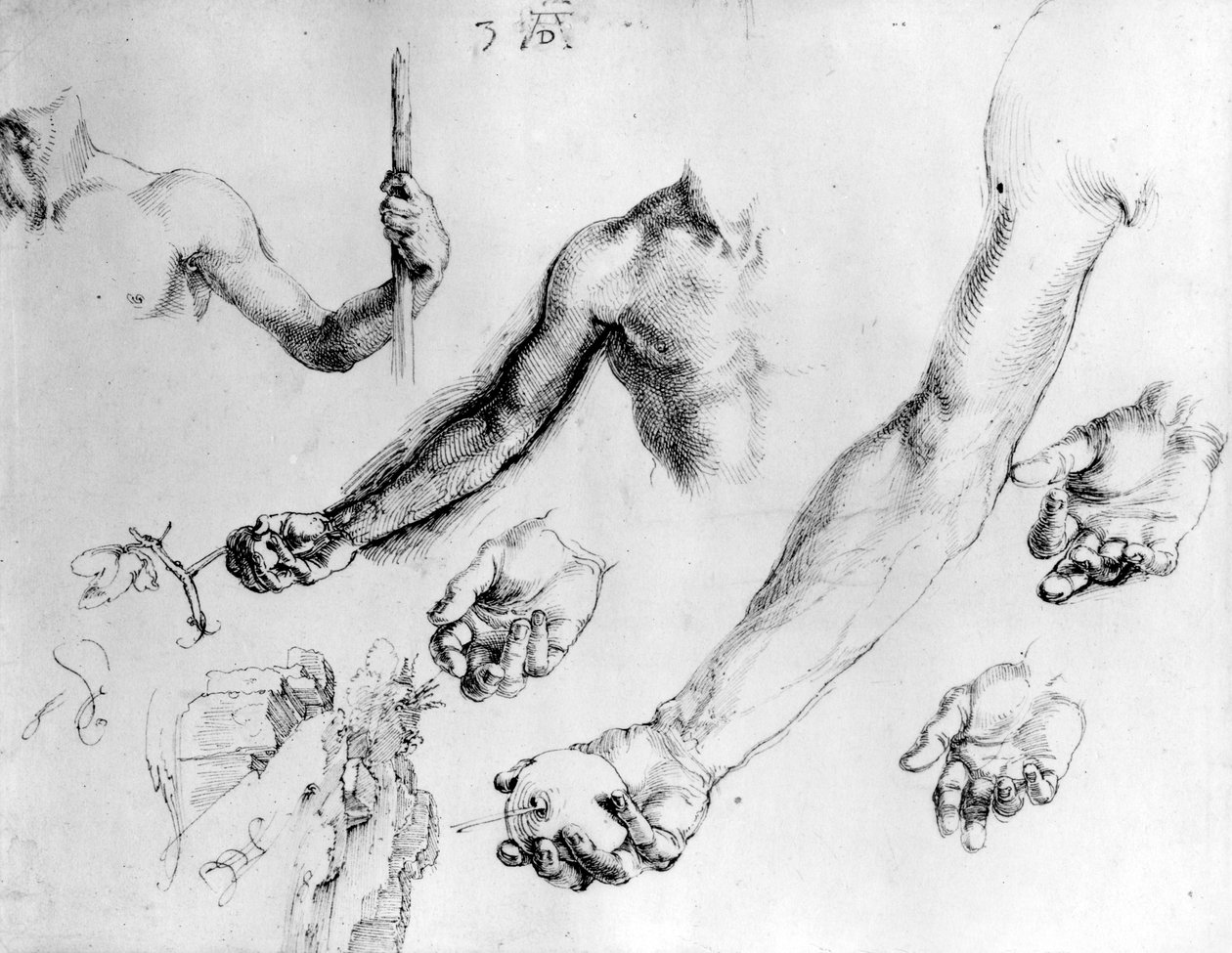 アダムの腕の研究、1504 作： アルブレヒト・デューラー