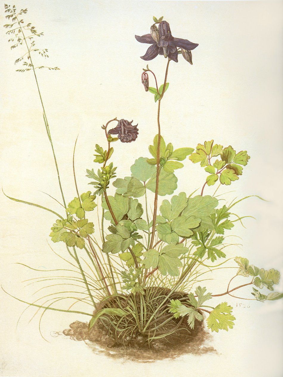 Aquilegia、1526（羊皮紙のトイレとガッシュ、白で強調） 作： アルブレヒト・デューラー