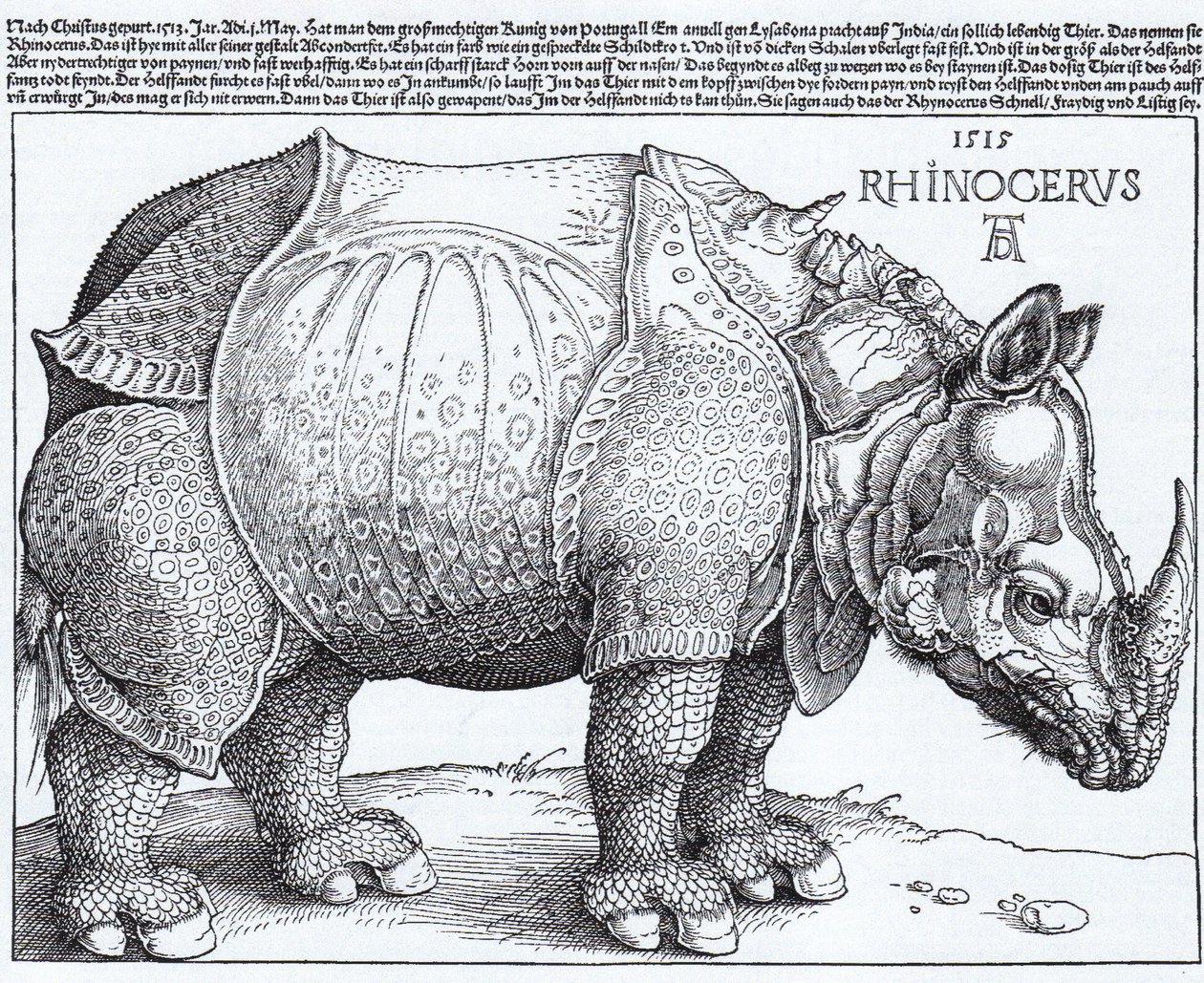ラテン語  Rhinocerus サイ 作： アルブレヒト・デューラー