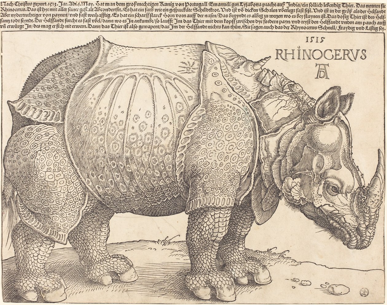 ラテン語  Rhinocerus サイ 作： アルブレヒト・デューラー