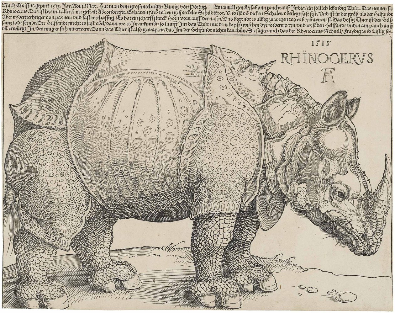 ラテン語  Rhinocerus サイ 作： アルブレヒト・デューラー