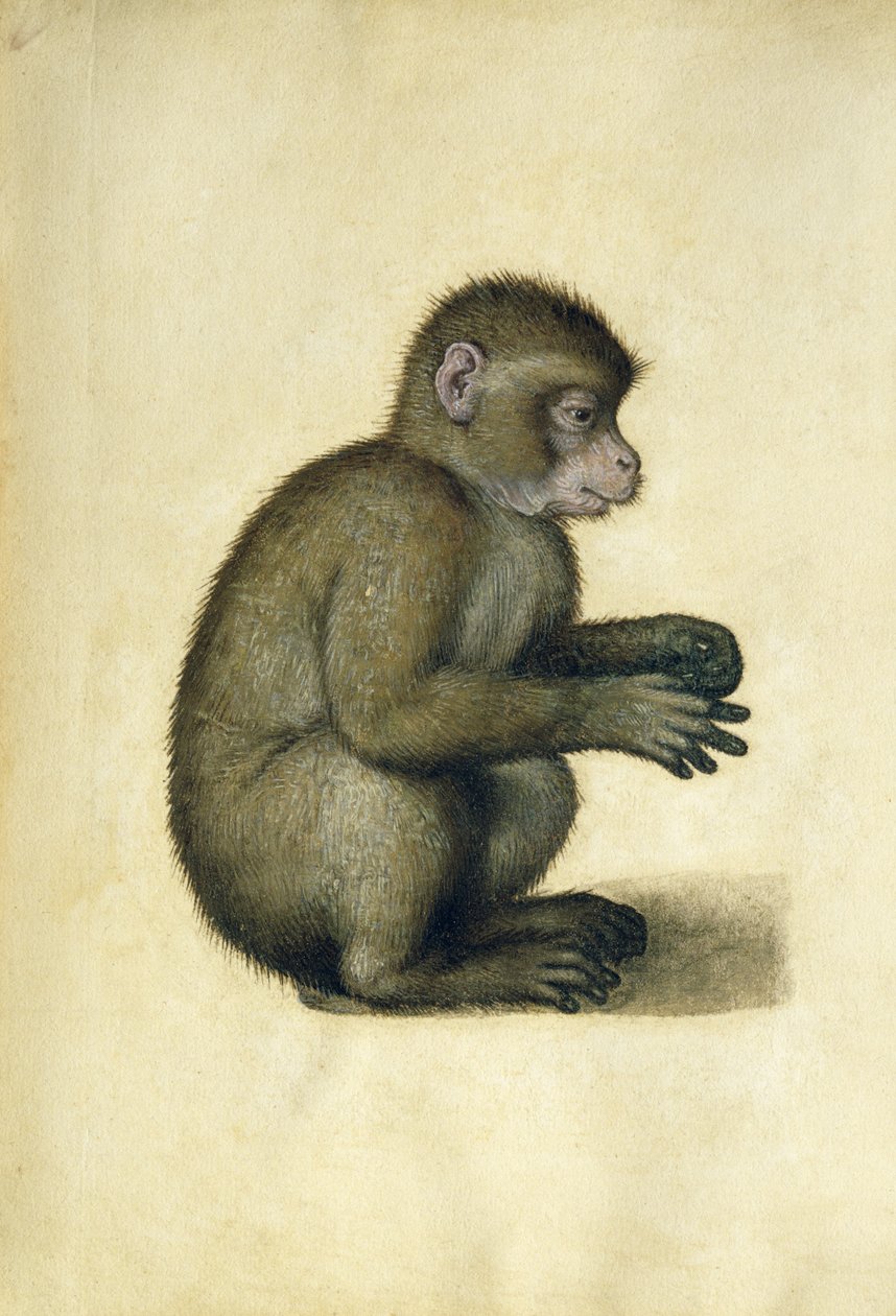 A Monkey（水彩・ガッシュ・紙 作： アルブレヒト・デューラー