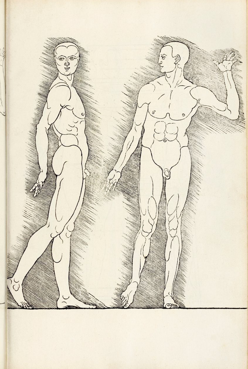 ここからの解剖学的な木版画は、1528年の人間の割合の4冊の本であると理解されています 作： アルブレヒト・デューラー