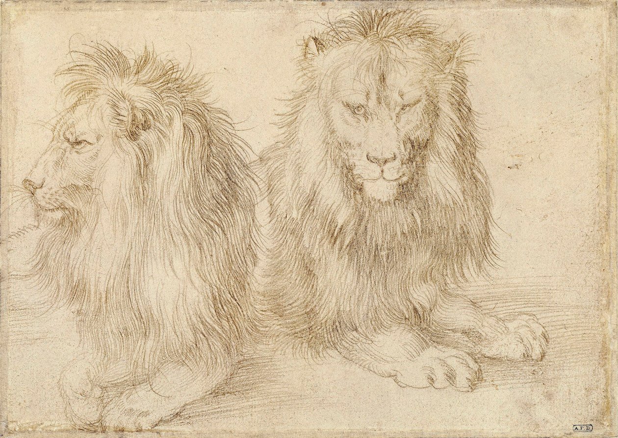 2 頭のライオン - Albrecht Durer (1471-1528) による描画 作： アルブレヒト・デューラー