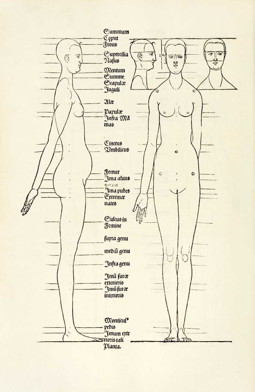 Hierinn sind begriffen vier bücher von menschlicher Proportion」の女性の解剖学的木版画 作： アルブレヒト・デューラー