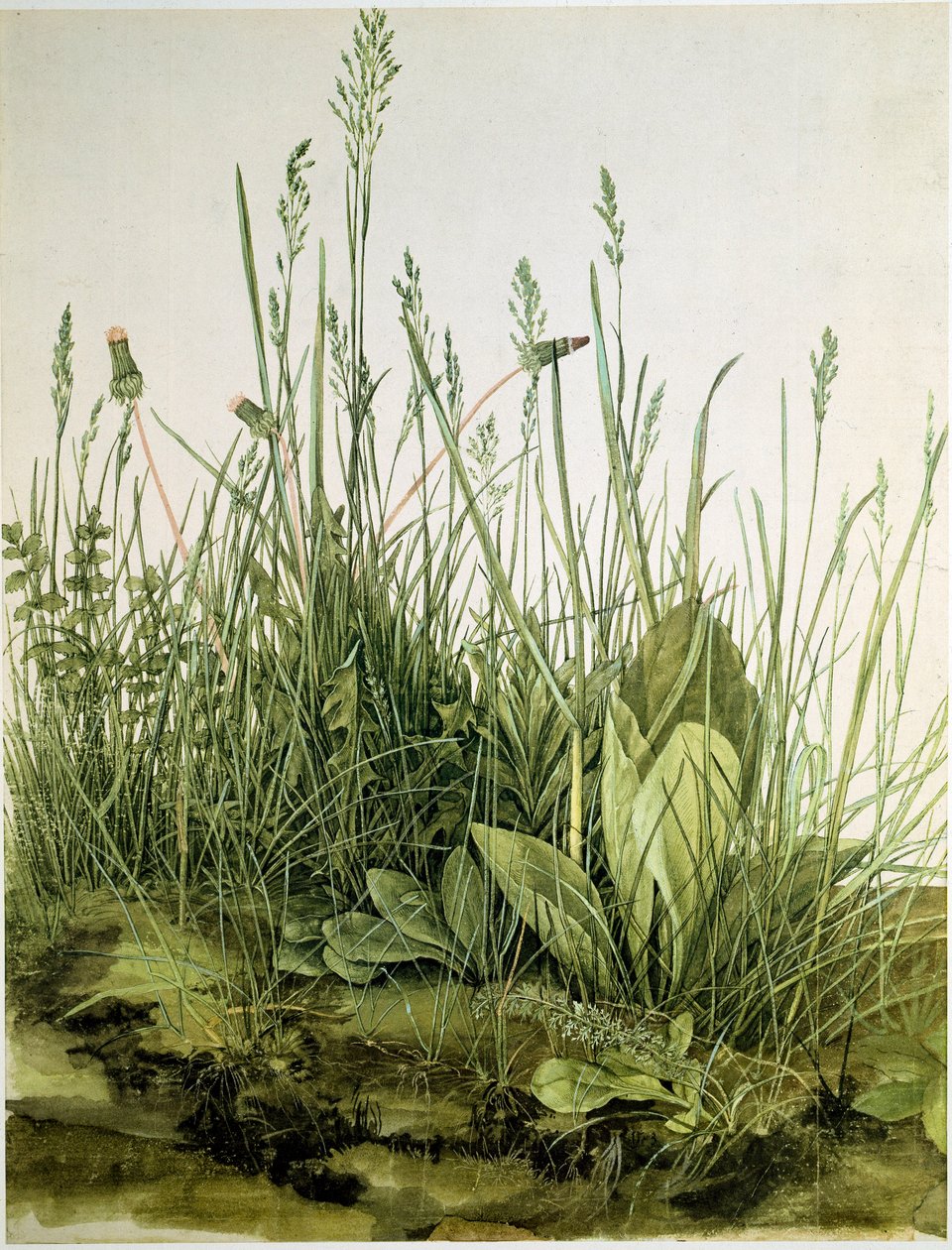 The dirt with wild herbs Watercolour by Albrecht Durer (1471-1528) 1503 Dim.41x31,5 cm グラフィック Sammlung Albertina 作： アルブレヒト・デューラー