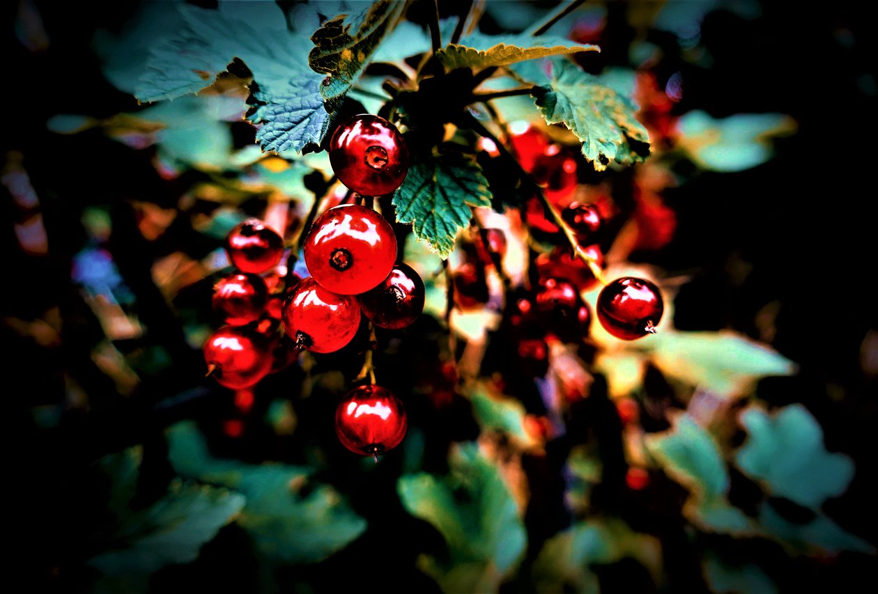 Untitled,2019,(photography) 作： アレックス・キャミンカー