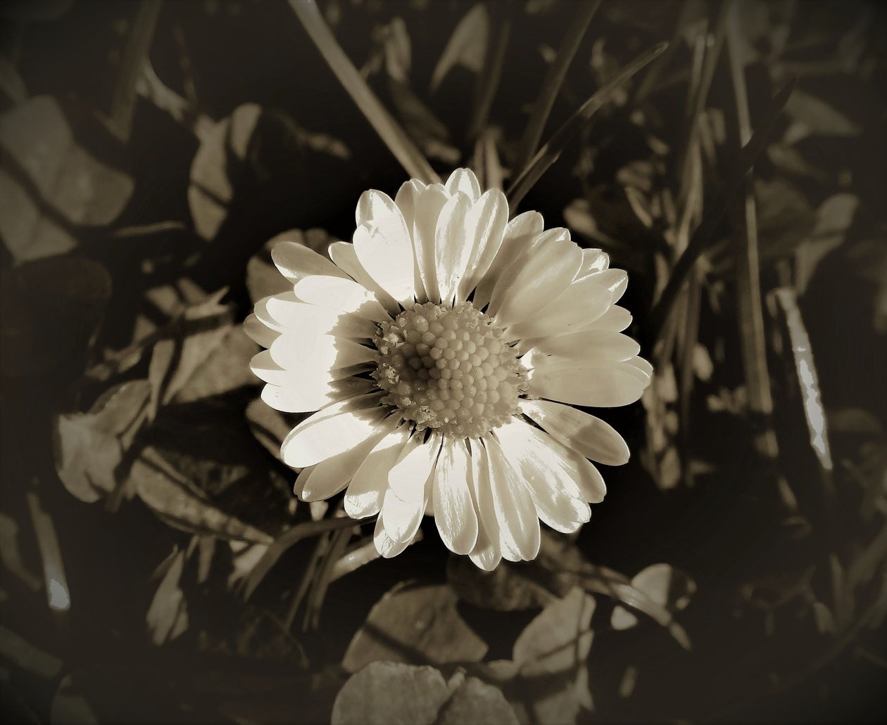 Untitled,2019,(photography) 作： アレックス・キャミンカー