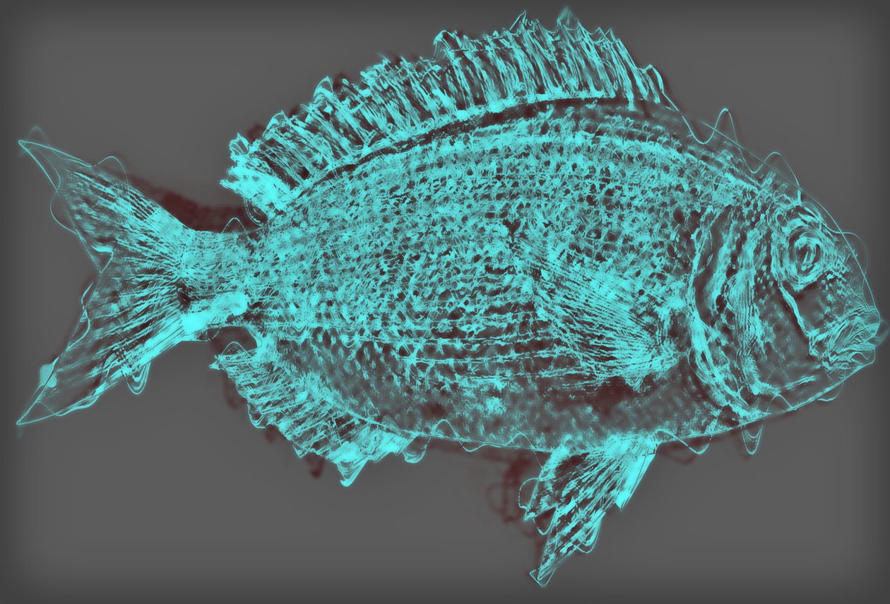 fish II,2020,(ミクストメディア) 作： アレックス・キャミンカー