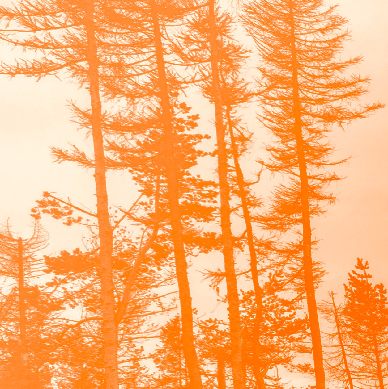 if the trees were orange, 2019, (collage) 作： アレックス・キャミンカー