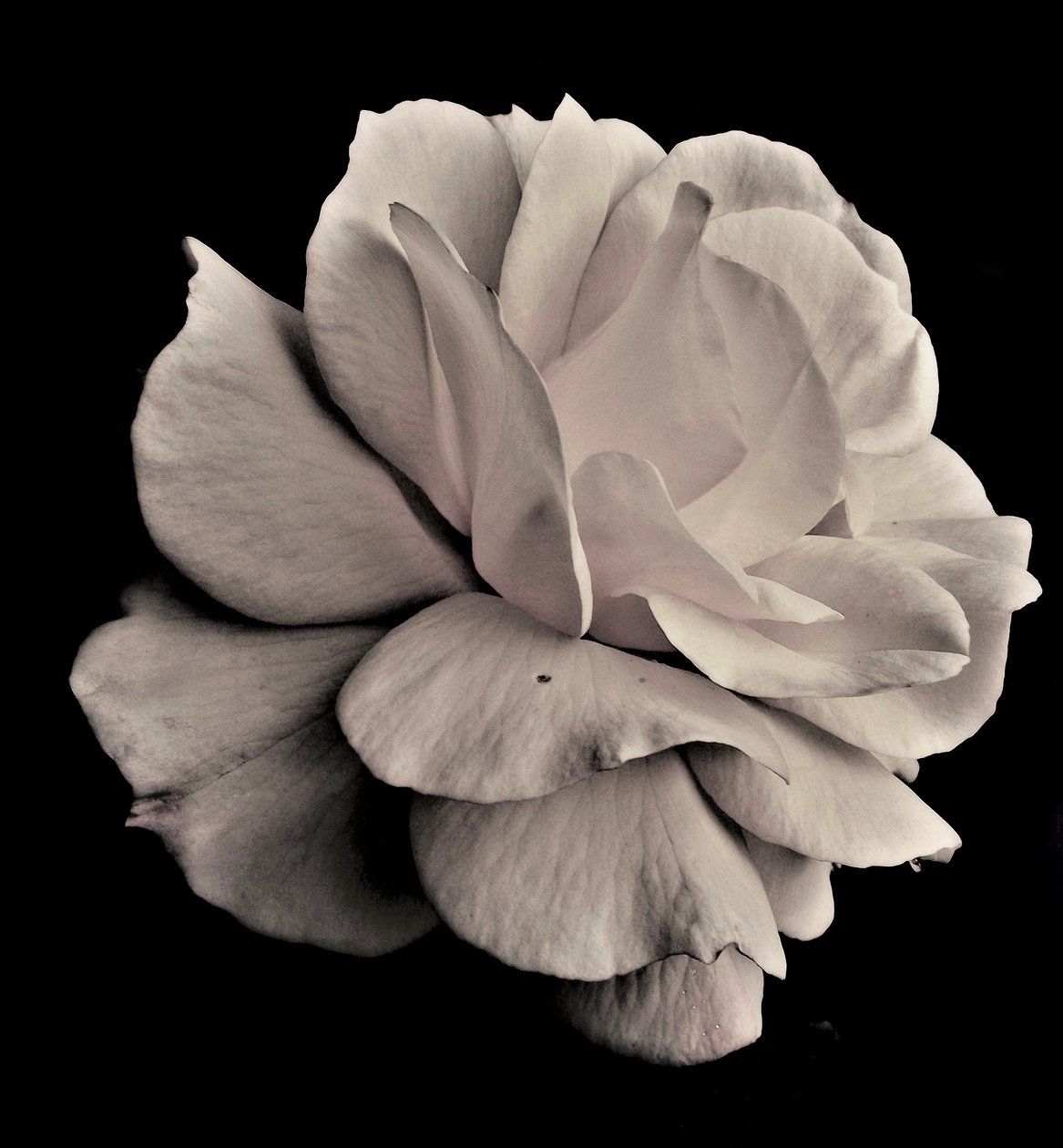 living geometry,2019,(photography) 作： アレックス・キャミンカー