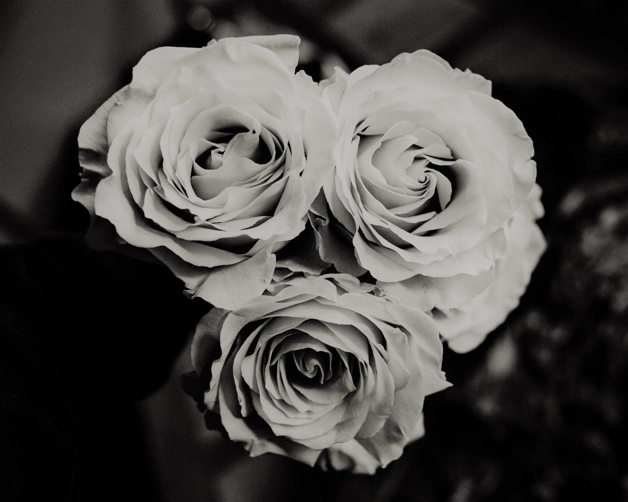 three roses,2019,(photography) 作： アレックス・キャミンカー